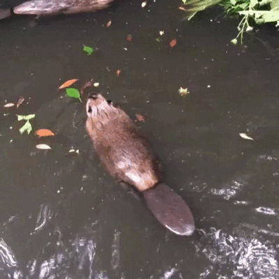 And 31 Photos That Prove Canada Is The Land Of "Aww's"