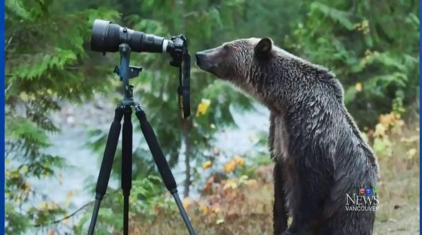 Like, when a grizzly bear was caught looking through a photographer's lens.