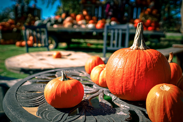 Autumn - The Pumpkin Season