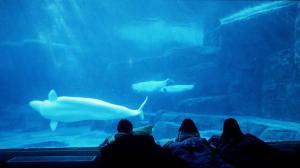 Family sleepovers at the Vancouver Aquarium - Image Courtesy of the Vancouver Aquarium