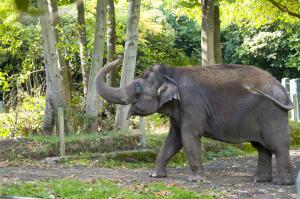 An elephant at the Woodland Park Zoo in Seattle, WA - Image Courtesy of Woodland Park Zoo