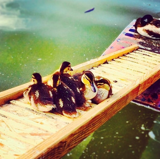 Speaking of campus creatures, you know that the only ducks we like on campus are the ever-so-cute Drumheller Ducklings!