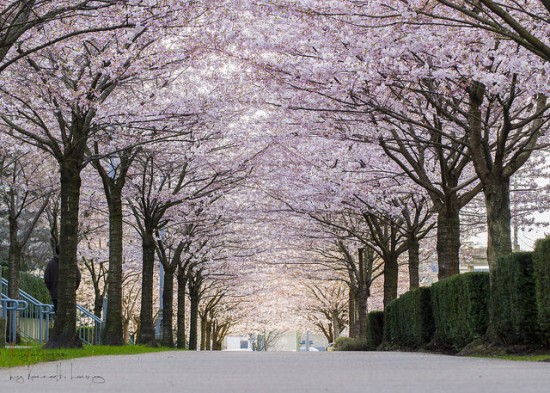 cherry blossom locations vancouver