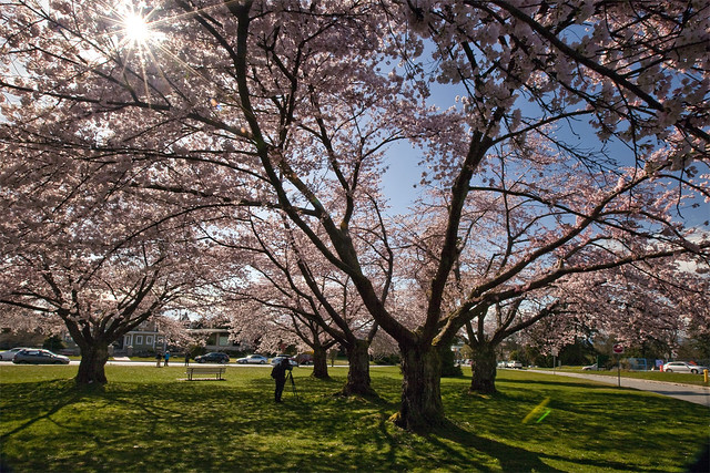 Sakura @ Queen Elizabeth Park