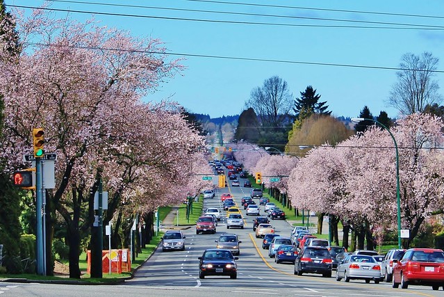 Cherry Blossoms