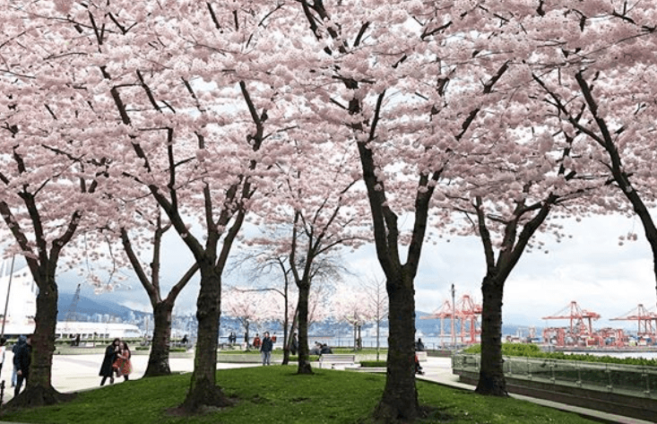 Granville Plaza Cherry Blossoms