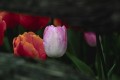 tulip4.jpg