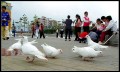 pigeon-shenzhen.jpg