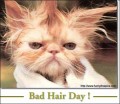 bad_hairday~0.jpg