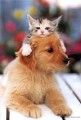 puppy&kitty2.jpg