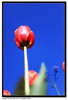 һ¹ۿͼƬ
 ============== 
Tulip
