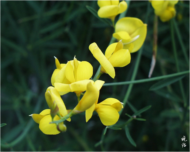 金雀花