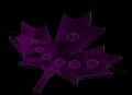 0purple maple leaf.png