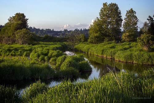 Spring Greens ~ Surrey, BC