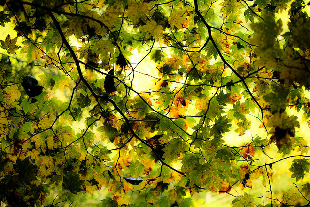 Lynn Headwaters Regional Park, North Vancouver, BC