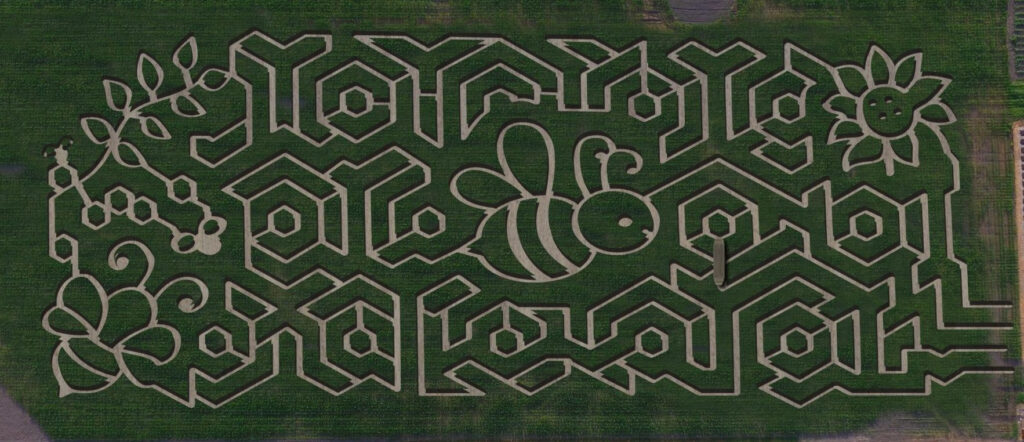 Chilliwack Corn Maze