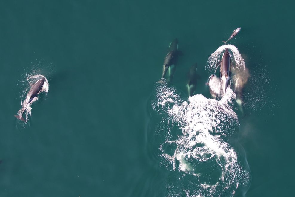 'Surprising alliance': Orcas and Dolphins appear together in a B.C. first