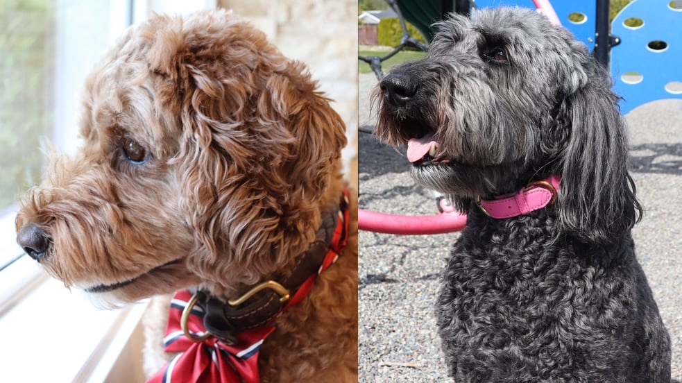 Kitimat Dog Mayor candidates