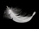 ¥ / Feather