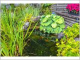 Backyard Garden Fish Pond