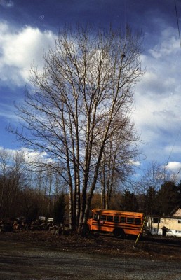 һ¹ۿͼƬ
 ============== 
school bus
