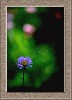flower copy.jpg