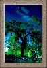 tree copy.jpg