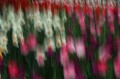 tulips11.jpg