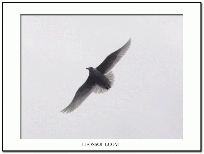 һ^DƬ
 ============== 
wĺt
PI: t w