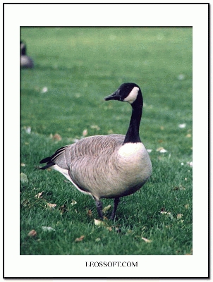 һ^DƬ
 ============== 
ôZ
z2003šʮgıñȺ
PI: Goose Canada