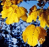 yellow.jpg