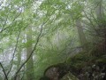 Tree1.JPG