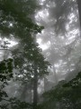 Tree2.JPG