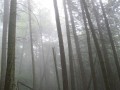 Tree4.JPG