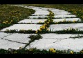 DSC00339.jpg