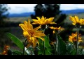DSC00430.jpg