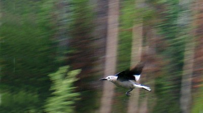 һ^DƬ
 ============== 
chong
