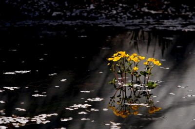 ��һ�¹ۿ�����ͼƬ
 ============== 
yellow
