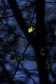 freshleaves.jpg