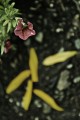 flower11.jpg