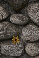 flower12.jpg
