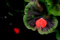 flower5.jpg