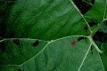 flower7.jpg