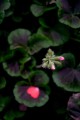flower8.jpg