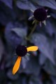 flower9.jpg