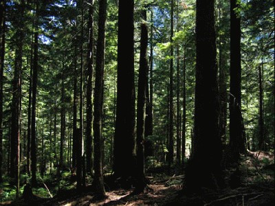 һ^DƬ
 ============== 
trees
