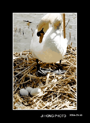 һ^DƬ
 ============== 
Swans in Stanley Park by Ji Hong
