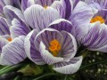 IMG00017.JPG