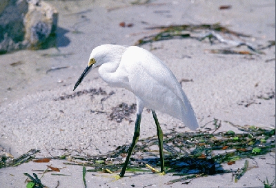 һ^DƬ
 ============== 
Bird...
