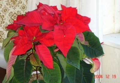 һ¹ۿͼƬ
 ============== 
Pinsettia
